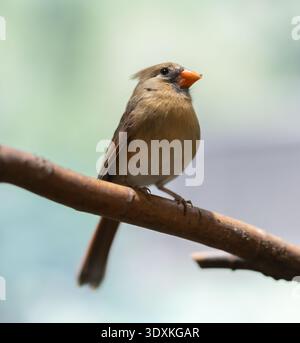 Männlicher oder weiblicher Vogel mit bunten Farben - nördlicher Kardinal Stockfoto