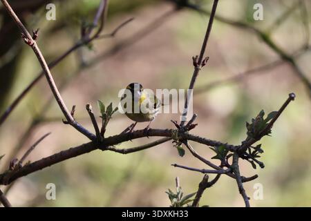 Männliches Eurasisches Sisskin (Carduelis spinus) Stockfoto