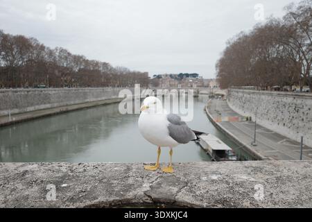 Die Brücke Ponte Garibaldi über den Tiber in Rom, Italien, mit einer Möwe im Vordergrund. Stockfoto