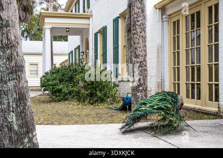 Farbenfrohe indische Blaupfauen (Pavo cristatus), die sich frei im historischen Ribault Club auf Fort George Island in Jacksonville, Florida, bewegen. (USA) Stockfoto