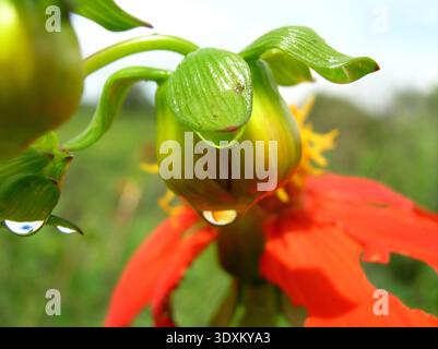 Makrofoto einer grünen Blütenknospe mit durchscheinenden Wassertröpfchen, die an ihr hängen und neue Anfänge symbolisieren Stockfoto