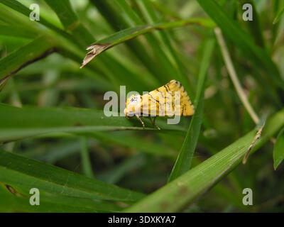 Makroaufnahme einer kleinen gelben Motte, die auf einem Grasblatt liegt und die komplizierten Flügelmarkierungen hervorhebt. Stockfoto