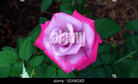 Atemberaubende Hybrid-Teerose „Paradies“ in voller Blüte, mit Lavendelblättern mit leuchtenden, tiefrosa Kanten im Garten. Stockfoto
