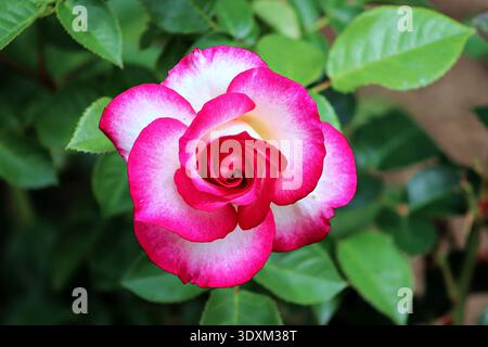 Atemberaubende „Miss Congeniality“ Grandiflora-Rose in voller Blüte mit weißen Blütenblättern mit leuchtend rosa Kanten im Garten. Stockfoto