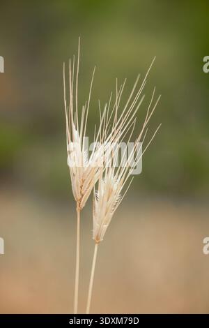 Künstlerische Nahaufnahme trockener Holzgerstengrasspitzen mit langen Markisen. Grüner, unscharfer natürlicher Hintergrund, kreative Makrodetails. Hordelymus europaeus. Stockfoto