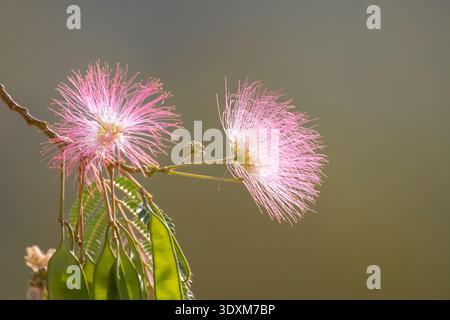 Zweig des persischen Seidenbaums Albizia julibrissin mit zarten rosa flauschigen Blüten vor einem weichen grünen, verschwommenen natürlichen Hintergrund im Frühling. Stockfoto