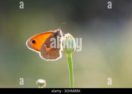 Kleiner Heidekraut Schmetterling auf ungeöffnetem Blumenkopf mit orangegrauen Flügeln und weichgrünem natürlichem, verschwommenem Hintergrund Frühlingsmakro. Stockfoto