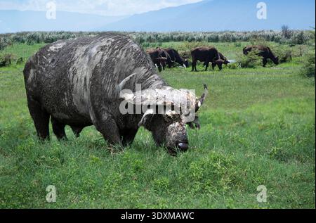 Kap Büffel mit geschwungenen Hörnern, die auf der grünen Wiese des Ngorongoro-Kraters, Tansania, Afrika, grasen Stockfoto