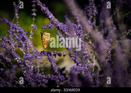 Monarchschmetterling (Danaus plexippus) sammelt Treibstoff für seine Herbstwanderung auf einer leuchtend violetten Wildblume im Süden von Ontario, Kanada Stockfoto