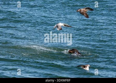 Ein Seelöwe schwimmt im Ozean mit einem Fisch im Mund, während mehrere Möwen um ihn herum fliegen. Stockfoto