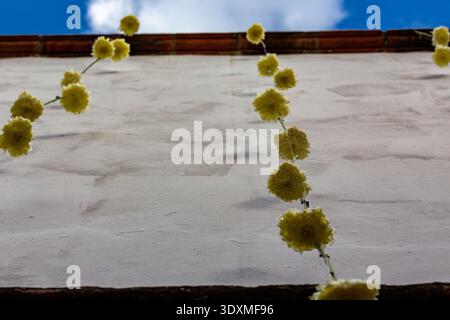 Eine Aufnahme in einem niedrigen Winkel zeigt eine weiße Wand mit gelben Blumensträngen, wahrscheinlich Ringelblumen, unter einem teilweise bewölkten blauen Himmel, möglicherweise für einen Celebrati Stockfoto