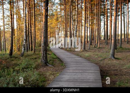 Der hölzerne ökologische Wanderweg führt durch den herbstlichen Kiefernwald im Naturpark bei Sonnenuntergang. Stockfoto