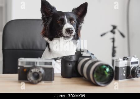 Niedlicher Border Collie Hund mit Kameras auf dem Tisch im Fotostudio Stockfoto