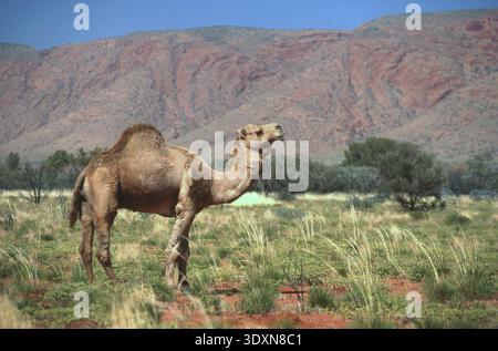 WILDES (WILDES) KAMEL (CAMELUS DROMEDARIUS) IN DER GROSSEN VICTORIA WÜSTE, OUTBACK WESTERN AUSTRALIA. Stockfoto