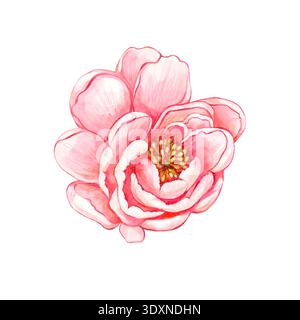 Die Blüte einer offenen rosa Pfingstrose wird in Nahaufnahme gezeichnet. Handgemachte Aquarellillustration Stockfoto