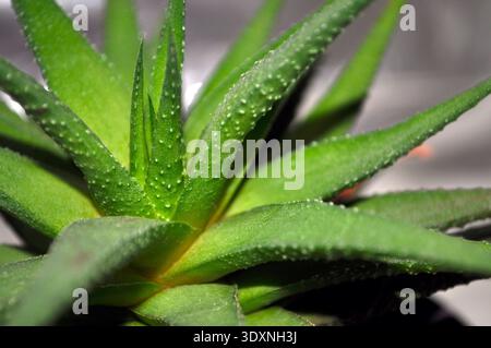 Vollbildblätter der grünen Sukkulenten Dieffenbachia Haworthia Stockfoto