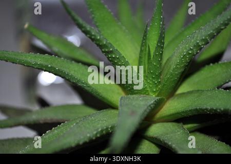 Vollbildblätter der grünen Sukkulenten Dieffenbachia Haworthia Stockfoto