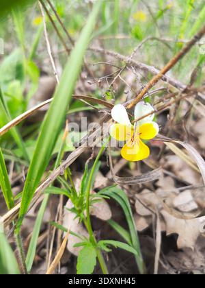 Viola tricolor - lila-gelbe Blume im Garten, Wald, Nahaufnahme, unscharf Stockfoto
