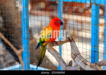 Lebhafter Papagei thront ruhig auf einem Holzzweig. Leuchtend orange und grüne Federn fangen das Licht ein. Blaue Käfigstangen umrahmen die lebendigen Farben des Vogels. Weich Stockfoto