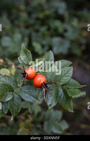Reife rote Rosenhüften an einem Zweig im Herbstlicht Stockfoto