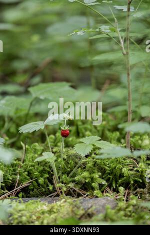Wilde Erdbeerblüten auf einer grünen Frühlingswiese Stockfoto