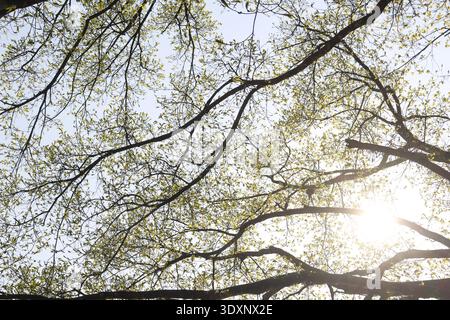 Ruhiger, niedriger Blickwinkel mit Blick auf einen Baumzweig mit neuem grünen Blatt im Frühjahr. Warme Sonne, die durch das Laub scheint, schafft ein wunderschönes Licht und friedlich Stockfoto