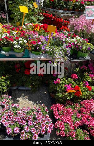 Ein Verkaufsstand mit wunderschönen Pflanzen und Blumen, perfekt für die Dekoration von Balkonen und Gärten im Frühjahr und Sommer, auf einem Gartenmarkt. Stockfoto