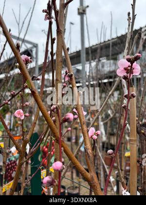 Herrliche Pfirsichblüten im Frühling in einer Pflanzenzüchtung. Rosa Pfirsichblüten. Frühjahrs- und Gartenkonzept. Stockfoto