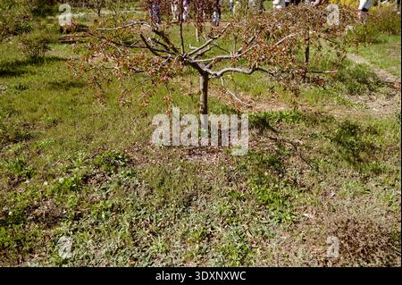Junger blühender Malus-Baum mit rosa Knospen in einem sonnigen botanischen Garten Stockfoto