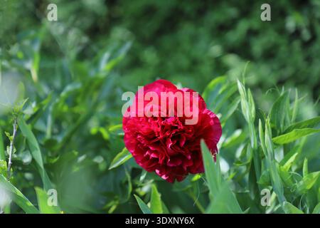Sommer-garten-Szene mit einer leuchtenden roten Pfingstrosenblüte. Stockfoto