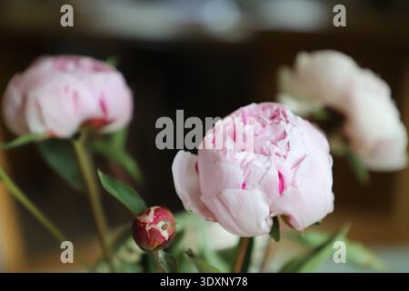 Nahaufnahme mit zarten rosa Pfingstrosenknospen, die in einer Vase blühen, sanftes natürliches Licht, frische Frühlingsblumen, florales Dekor, romantische und elegante Atmosphäre. Stockfoto