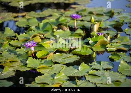 Lila Seerosen blühen bei Tageslicht zwischen grünen Lilienpads auf einem Teich im Chatuchak Park Bangkok Thailand. Stockfoto