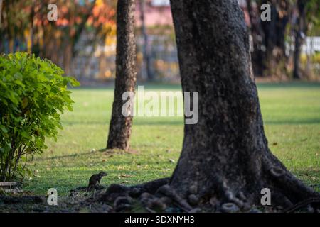 Kleines Eichhörnchen auf Gras in der Nähe großer freiliegender Baumwurzeln im Chatuchak Park Bangkok Thailand am späten Nachmittag. Stockfoto