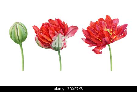 Aquarellset mit einer roten Doppeltulpe in drei Stufen: Geschlossene Knospe, blühende und vollständig offene Blüte auf weißem Hintergrund. Ideal für Ausdrucke Stockfoto