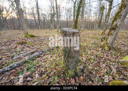 Baumstumpf im Herbstwald, mit Moos bedeckt und von Blättern umgeben, Waldweidekompensationsprojekt der Hermann Hessebahn, Landkreis Gechingen Stockfoto