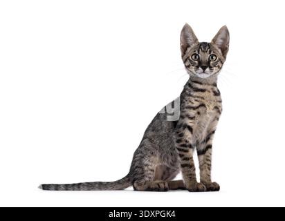 Süßes schwarzes, tabbygepunktetes Savannah-Katzenkätzchen, das seitlich sitzt. Blick direkt auf die Kamera. Isoliert auf weißem Hintergrund. Stockfoto