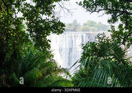 Üppiger und grüner Regenwald neben dem Victoria Falls Wasserfall in Simbabwe Stockfoto