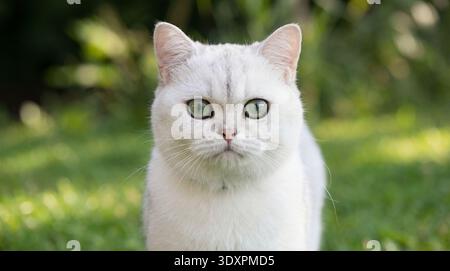 Dies ist ein fesselndes Porträt einer silbernen britischen Kurzhaarkatze, bekannt für ihr Plüschfell und ihr markantes rundes Gesicht. Das leuchtende grüne Auge der Katze Stockfoto