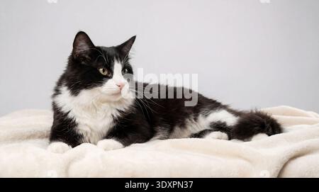 Eine Hauskatze mit auffälligem schwarz-weißem Fell entspannt sich auf einer weichen, cremefarbenen Decke. Die Katze liegt auf der Seite, mit ihrem Körper elegant Stockfoto