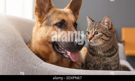 Ein auffälliges Bild zeigt einen Schäferhund und eine Tabbykatze, die dicht auf einem bequemen Sofa sitzen. Der Hund sieht aufmerksam und freundlich aus, während der Stockfoto
