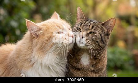 Eine herzerwärmende Szene von zwei Katzen, die Zuneigung ausdrücken. Die flauschige Ingwerkatze reibt sich sanft mit dem Kopf gegen die Tabbykatze und fängt einen Moment des Vertrauens ein Stockfoto