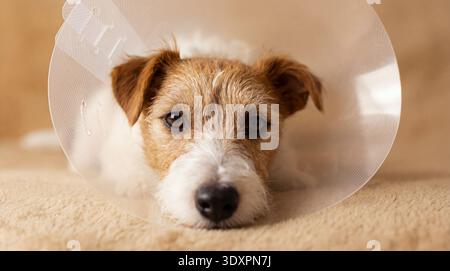 Ein herzerwärmendes und leicht melancholisches Nahporträt eines Jack Russell Terrier Hundes, der sich deutlich von einem tierärztlichen Eingriff erholt, mit einem PR Stockfoto
