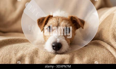 Dieses intime Foto zeigt einen Jack Russell Terrier in Genesung, erkennbar an seinem transparenten medizinischen Kegel, der auf einem weichen, strukturierten Cu liegt Stockfoto