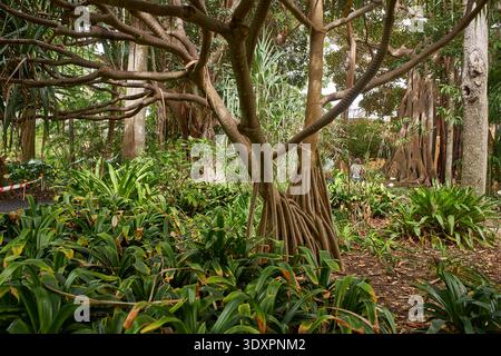 Pandanus verwendet Schraubenkiefer mit markanten Holzwurzeln, die über einer dichten Bromelienbodendecke in einem tropischen Garten mit Banyanbäumen im Tal ragen Stockfoto
