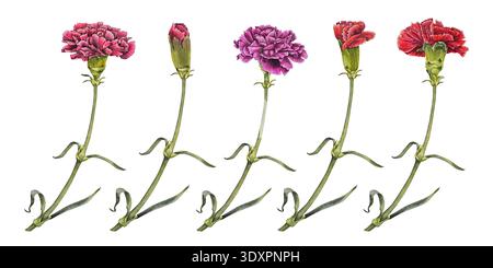Aquarellabbildung rote und rosa Nelken auf langen grünen Stielen. Für Blumendesign, Verpackung, Grußkarten, Textilien, Muttertag, Memorial Day Stockfoto