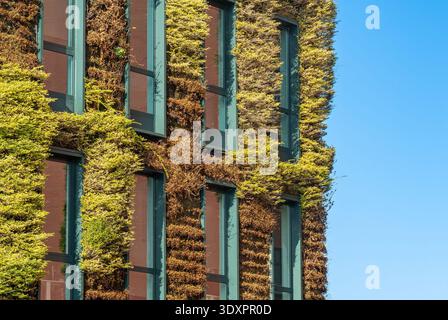 Modernes, nachhaltiges Bürogebäude mit grüner, lebendiger Wandfassade Stockfoto