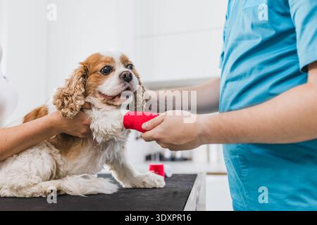 Der Tierarzt überprüft die Gesundheit einer Hundepfote auf einem Untersuchungstisch in einer Tierklinik. Der Tierarzt trägt Schrubben und verwendet ein Stethoskop. Stockfoto