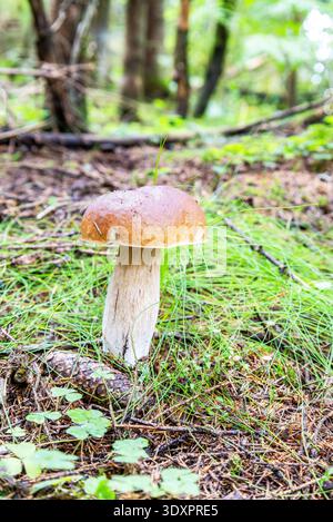 Waldpilz im grünen Gras Stockfoto