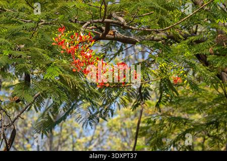 Flamme Baum blüht an einem heißen Morgen in Victoria Falls, Simbabwe Stockfoto