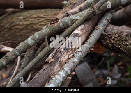 Nahaufnahme von gestapelten Baumstämmen und abblätternder Rindenstruktur Stockfoto